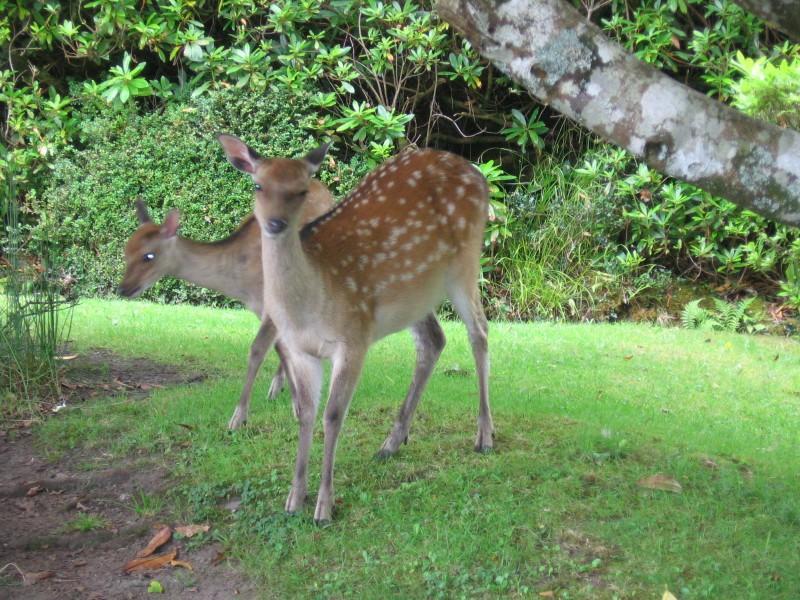 Friary View Bed & Breakfast Killarney Exterior foto